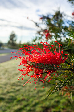 Grevillea flower growing on shrub outdoors