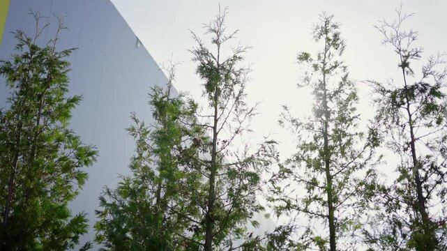 Cypress trees provide fresh eco friendly landscaping. Natural green foliage contrasts nicely with geometric lines of property architecture