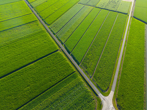 Aerial view of Sugar Cane Farm
