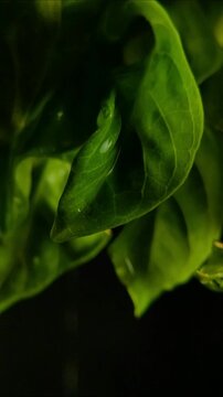 Water pooling from rain inside curled green leaf Vertical Video 2160p 24fps