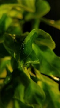 Glistening rain on twisted variegated green leaf Vertical Video 2160p 24fps