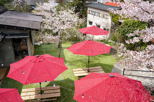 Wide aerial view of a hanami garden with red umbrellas in Japan