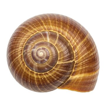 Close Up of a Beautiful Brown Spiral Snail Shell