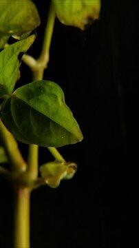 Night rain falling on green leaf with visible veins Vertical Video 2160p 24fps