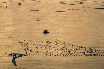 Floating Fish Farms at Sunrise: Rows of aquaculture cages float peacefully on the water's surface as the golden hues of sunrise reflect. © bubbers