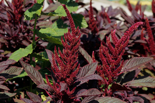 blooming amaranth in the garden