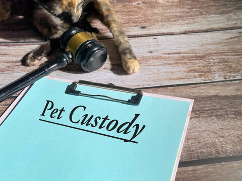 Pet Custody Concept with Cat and Gavel on Legal Document