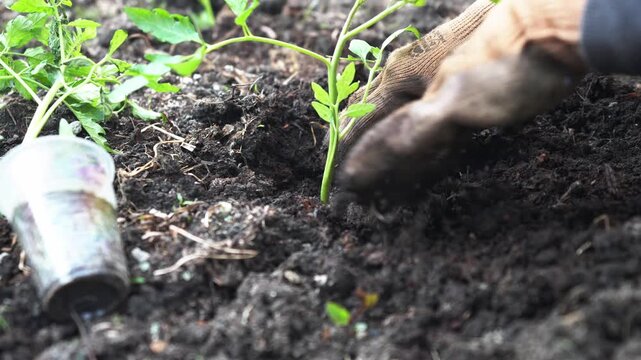Transplanting a young tomato seedling from a plastic cup into a prepared garden bed