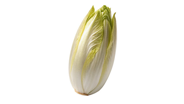 Fresh raw Belgian endive chicory vegetable head isolated on a white background