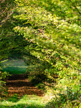 Waldweg im Sommer
