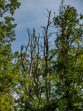 Abgestorbene B&auml;ume im Wald