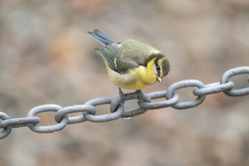 Baby Blue tit on a chain © Digital Nature 