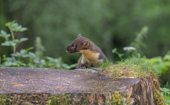 Pine marten looking for food
