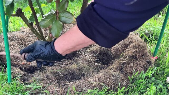 Loosening soil and mulch under rose