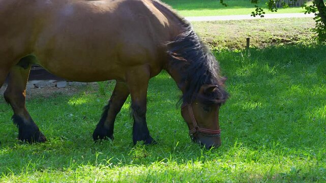 Close view of a brown horse feeding on green grass beside a rustic wooden rural house in Romania