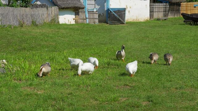 Flock of domestic geese feeding on green grass beside traditional rural houses in Romania