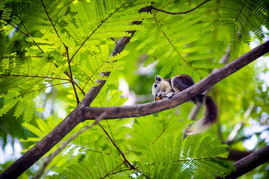 A little squirrel is snacking on a Royal Poinciana tree