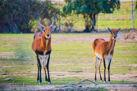 blackbuck (Antilope cervicapra)