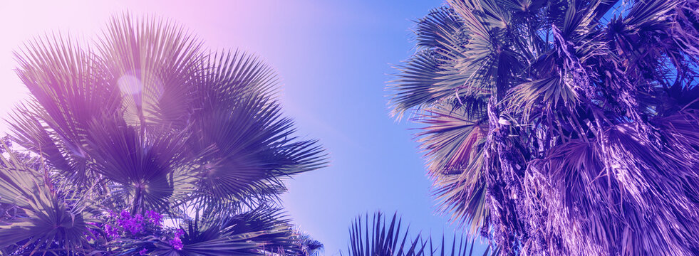 Palm trees against the blue sky