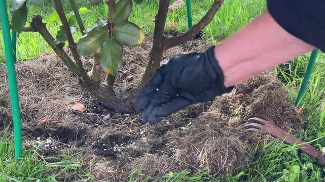 Gardener fertilizing rose bush with granular fertilizer