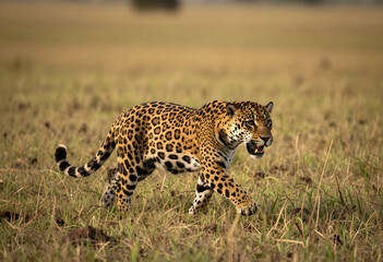 Naklejka premium Wildlife conservation and biodiversity jaguar walking through tall grass in the wild predator hunting in natural habitat endangered species in nature