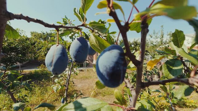 plum on a tree, plum in the garden, plum in summer.