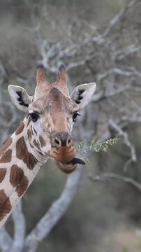 Gerenuk Antelope and Giraffe Grazing in Savanna