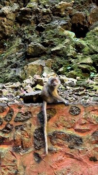 Malaysia, Kuala Lumpur 27.08.2026 - Visited the Batu Caves, many wild, bold monkeys climbing the cave walls and the temples, snatching bags from people and fighting each other, a monkey eating banana