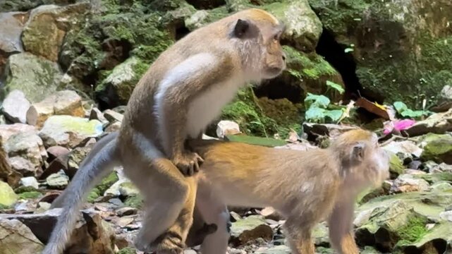 Malaysia, Kuala Lumpur 27.08.2026 - Visited the Batu Caves, many wild, bold monkeys climbing the cave walls and the temples, snatching bags from people and fighting each other, a monkey eating banana