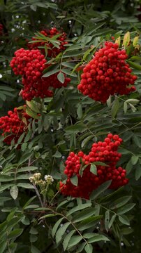 Rowan Tree Branches with Red Berries Swaying in Strong Wind, 4K. European rowan tree (Sorbus aucuparia), or mountain ash, ideal for autumn concepts, weather-related content, nature background.