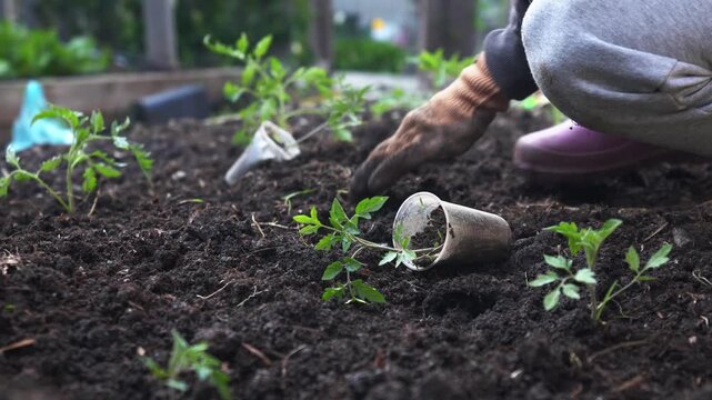Gardener plants young tomato seedlings in a row in a prepared bed
