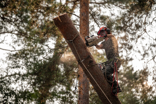A professional tree worker high in the crown of a pine tree using a chainsaw to cut a branch, performing tree maintenance and arborist work. Elevated perspective, forestry and tree care concept, profe