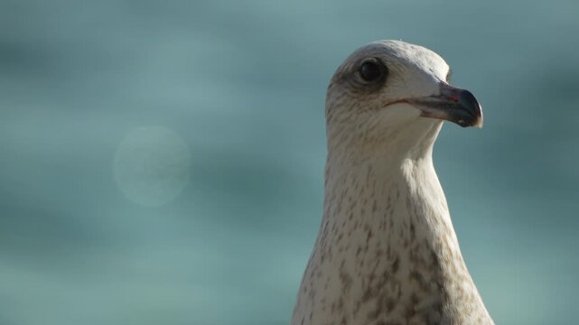 Seagull head close-up extreme shot of a sea bird looking around with a bokeh ocean background