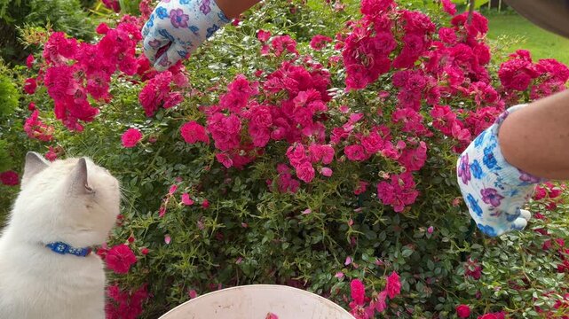 Gardener deadheading roses in garden with cute cat helping