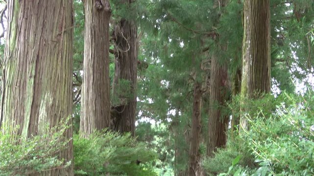 杉並木が続く神聖な参道と深緑の樹木（和風イメージ、日本）