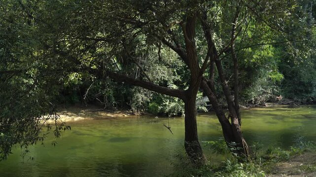 River in the forest flowing on a sunny summer day