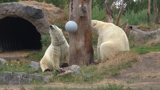 Polar Bears at the Zoo Enjoying Playtime Amidst Natural Habitat. Watch as they interact with their environment. A delightful experience showcasing their playful nature.