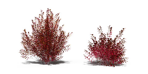 Naklejka premium Red barberry bush set isolated on transparent background