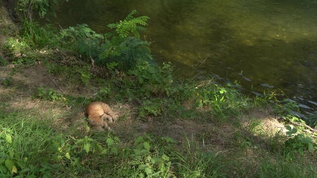 Ginger orange cat resting on the grass by the river outdoors