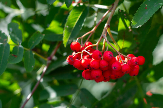 Macro closeup of a rich cluster of ripe red rowan berries (Sorbus aucuparia) hanging on a branch with green pinnate leaves under summer sunlight. Nature and botanical background.