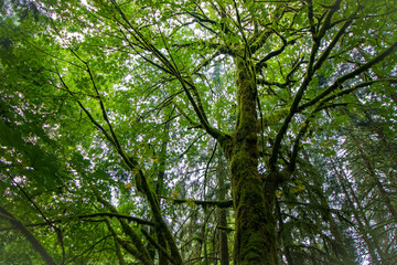 Fototapeta premium Environmental conservation and forest ecosystem, lush green canopy with mossy tree trunk and sunlight filtering through leaves in a temperate rainforest