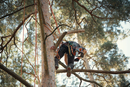 A professional tree worker high in the crown of a pine tree using a chainsaw to cut a branch, performing tree maintenance and arborist work. Elevated perspective, forestry and tree care concept, profe