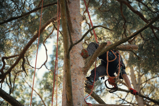 A professional tree worker high in the crown of a pine tree using a chainsaw to cut a branch, performing tree maintenance and arborist work. Elevated perspective, forestry and tree care concept, profe