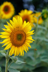 Fototapeta premium Bright sunflower blooming in a field under a cloudy sky, agriculture and farming concept