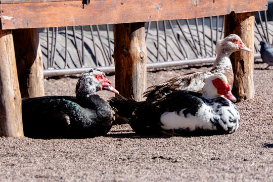 Muscovy ducks resting together in the shade of a wooden bench on a sunny farm yard