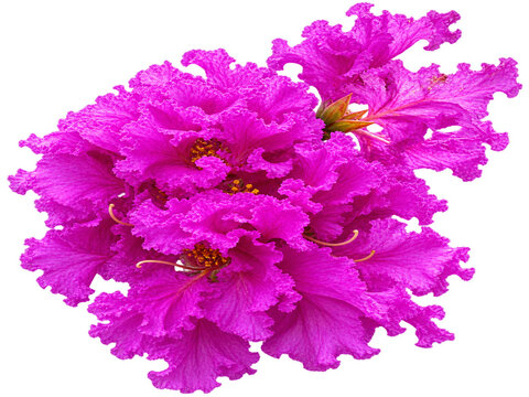 Queen's crape-myrtle