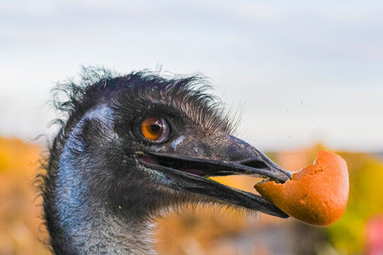 Emu (Dromaius novaehollandiae)