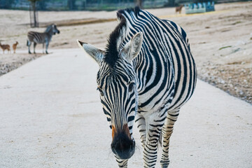 Plains zebra (Equus quagga) © Alberto Giron 