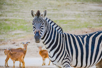 Plains zebra (Equus quagga) © Alberto Giron 