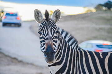 Plains zebra (Equus quagga) © Alberto Giron 